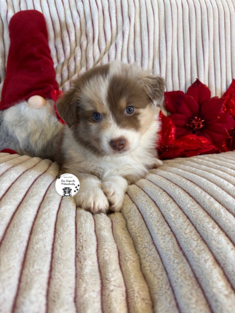 Des Anges De Miliondersky - Chiot disponible  - Berger Australien