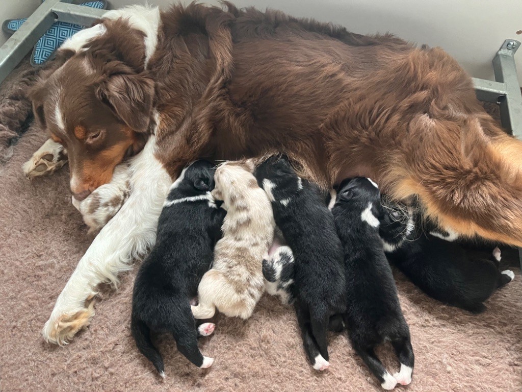 chiot Berger Australien Des Anges De Miliondersky