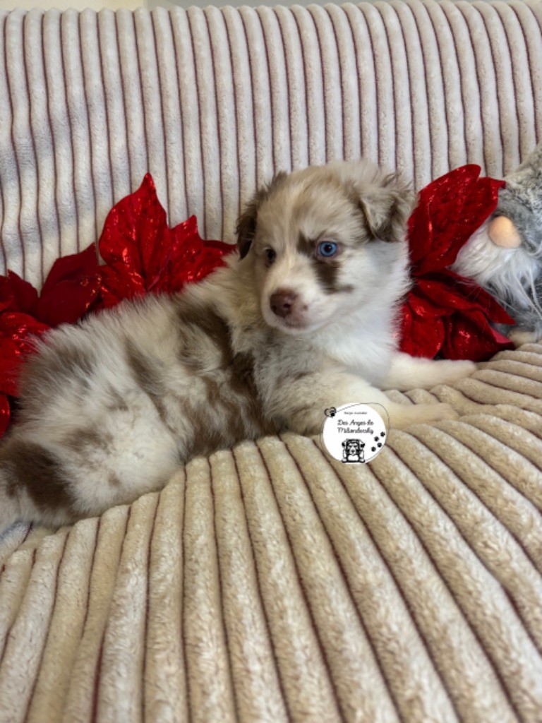 Des Anges De Miliondersky - Chiot disponible  - Berger Australien