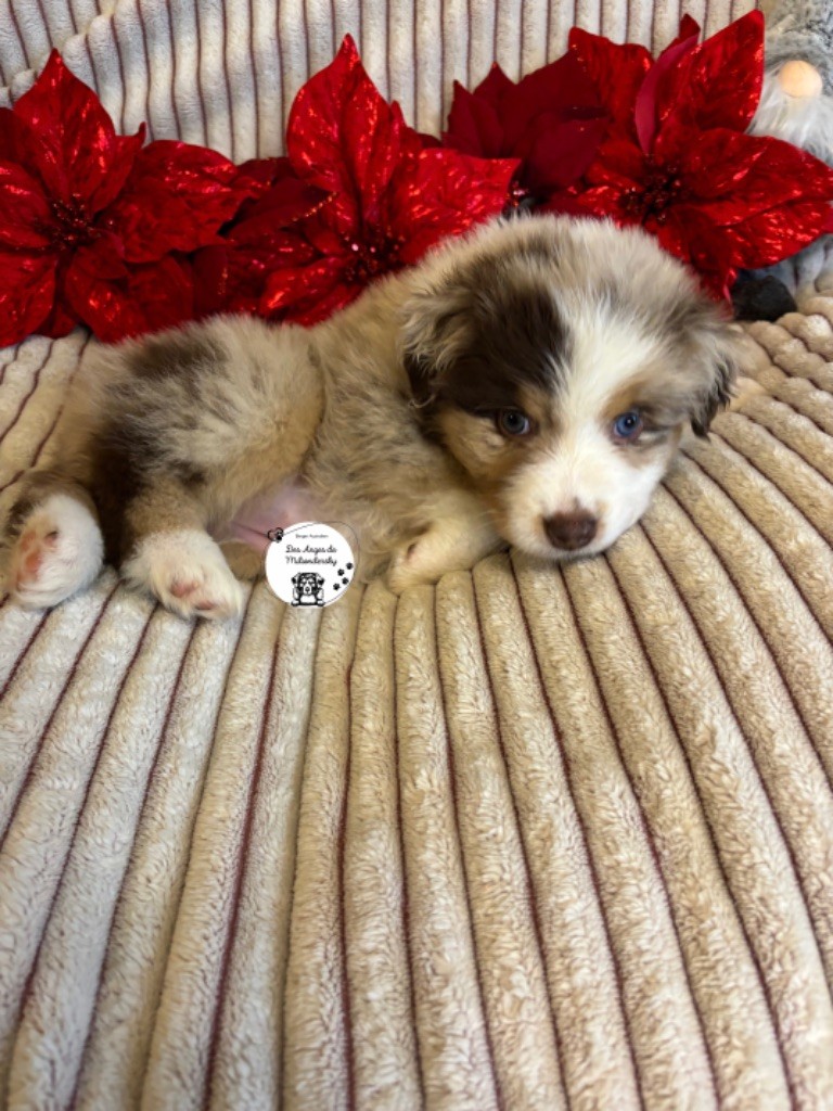 Des Anges De Miliondersky - Chiot disponible  - Berger Australien