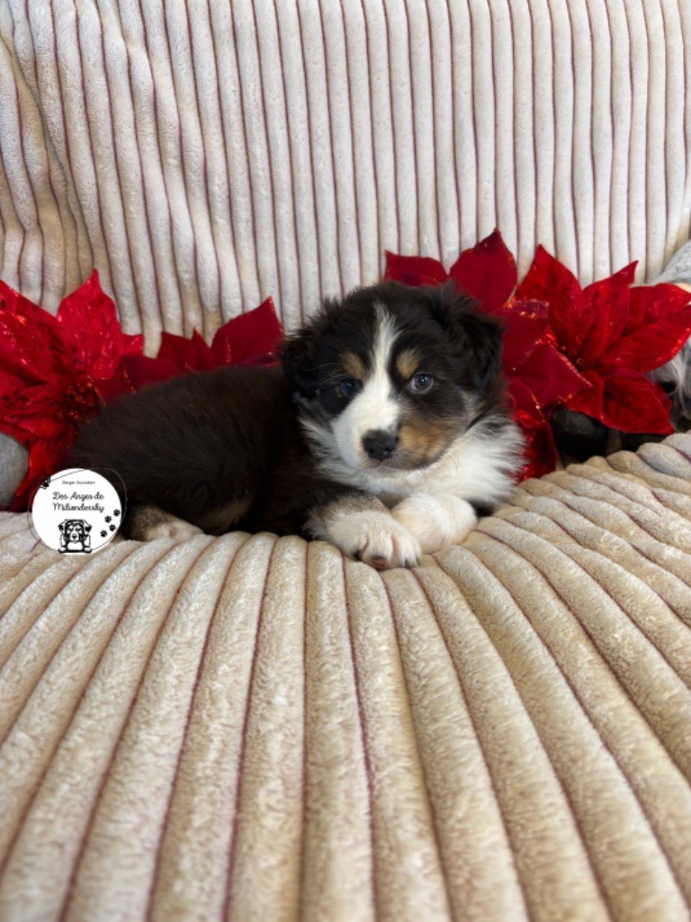 Des Anges De Miliondersky - Chiot disponible  - Berger Australien