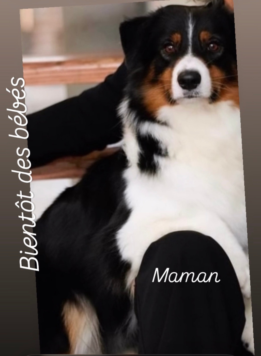 DES BÉBÉS 💞 SONT ATTENDUS FIN SEPTEMBRE