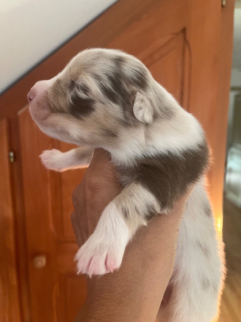 Des Anges De Miliondersky - Chiots disponibles - Berger Australien