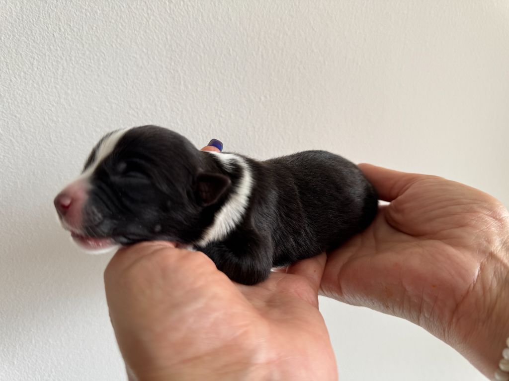 Des Anges De Miliondersky - Chiots disponibles - Berger Australien