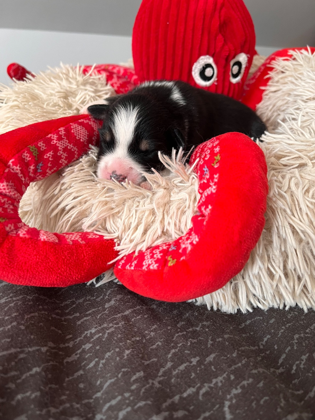 Des Anges De Miliondersky - Chiots disponibles - Berger Australien