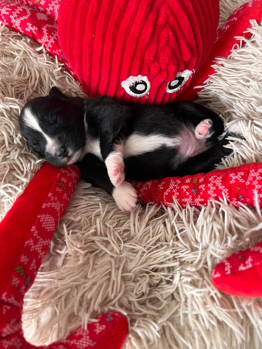 Des Anges De Miliondersky - Chiots disponibles - Berger Australien