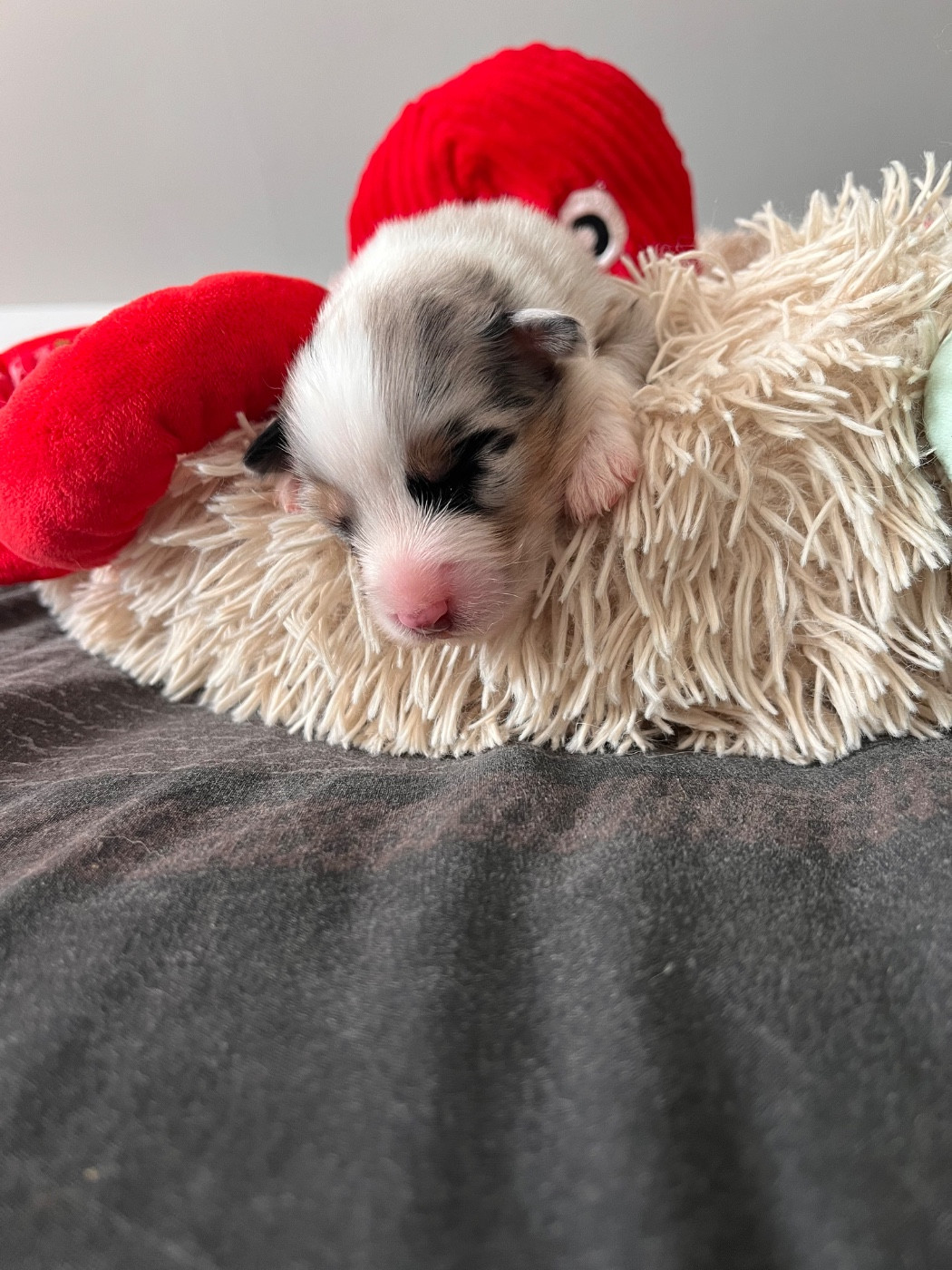 Des Anges De Miliondersky - Chiots disponibles - Berger Australien