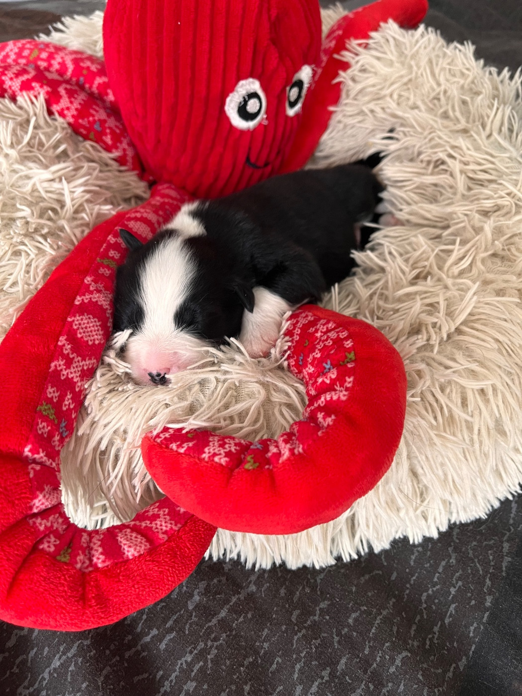 Des Anges De Miliondersky - Chiots disponibles - Berger Australien