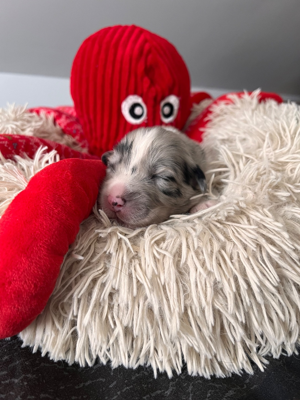 Chiot N°7