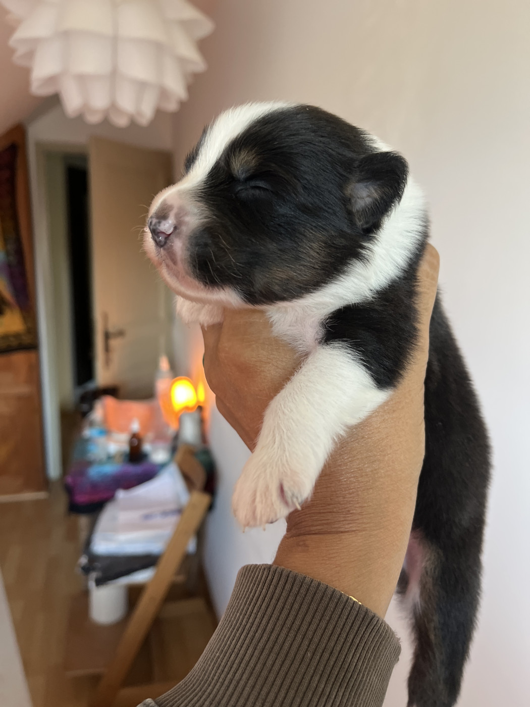 Des Anges De Miliondersky - Chiots disponibles - Berger Australien