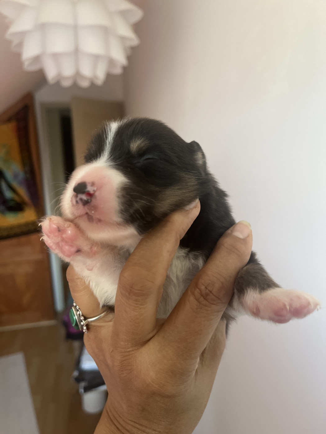 Des Anges De Miliondersky - Chiots disponibles - Berger Australien