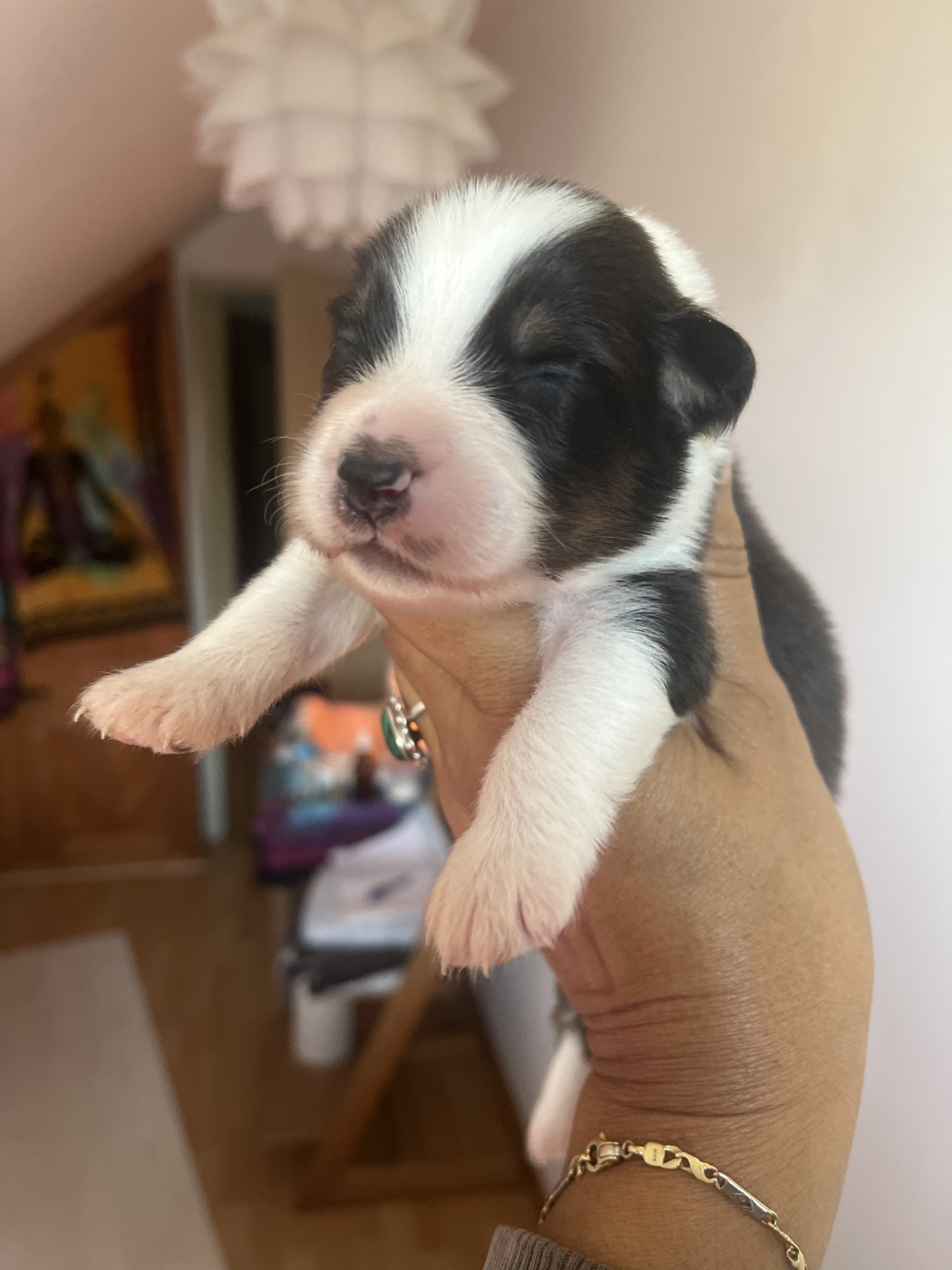 Des Anges De Miliondersky - Chiots disponibles - Berger Australien