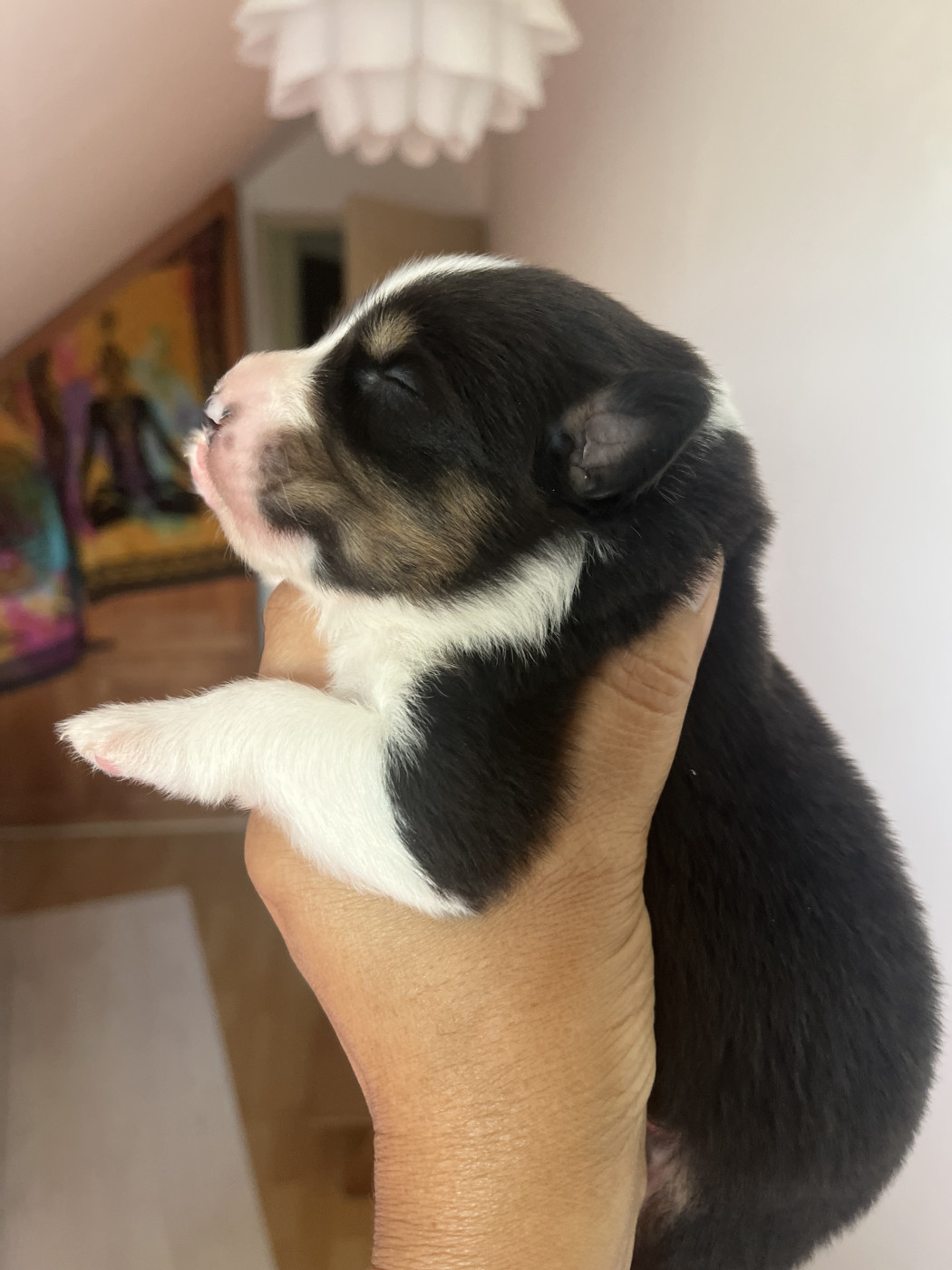 Des Anges De Miliondersky - Chiots disponibles - Berger Australien