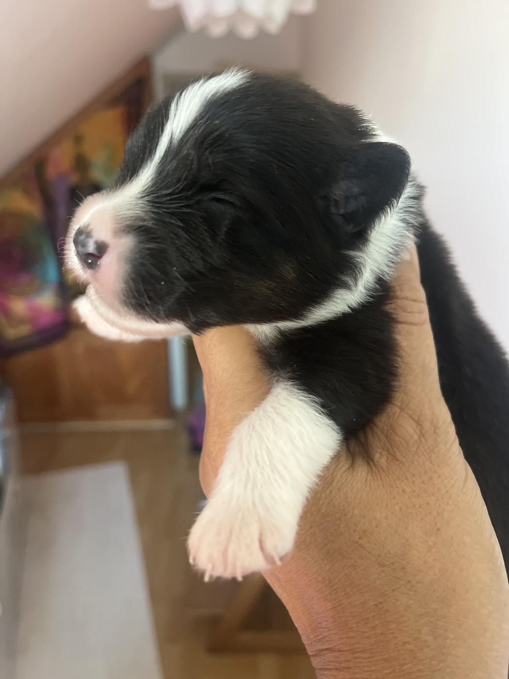 Des Anges De Miliondersky - Chiots disponibles - Berger Australien