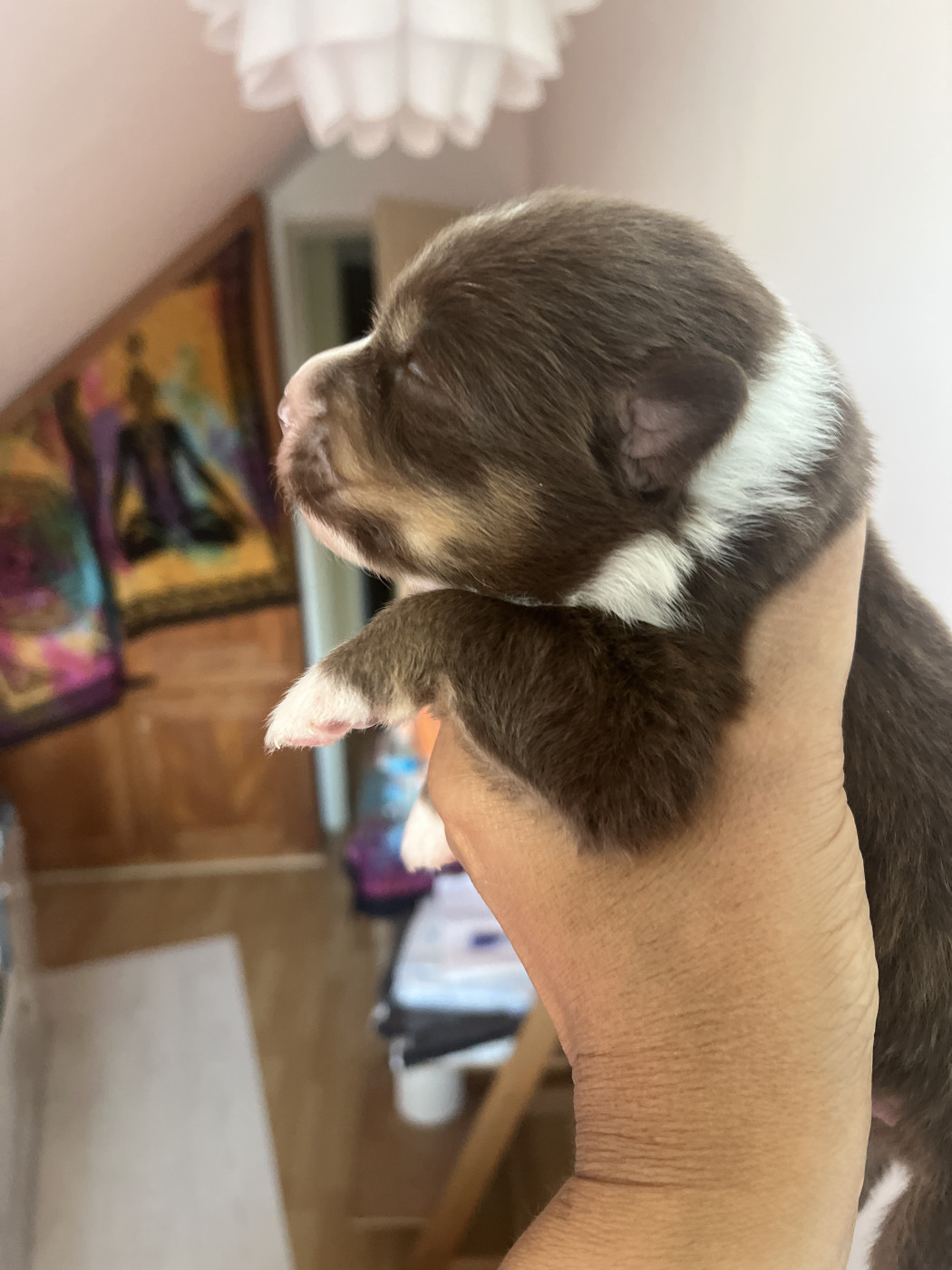 Des Anges De Miliondersky - Chiots disponibles - Berger Australien