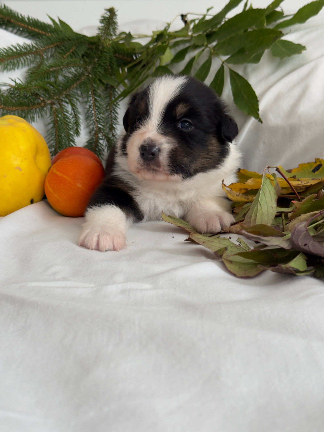 Des Anges De Miliondersky - Chiots disponibles - Berger Australien