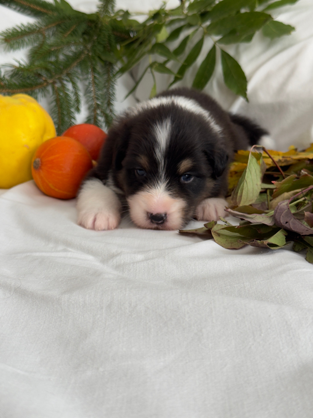 Des Anges De Miliondersky - Chiots disponibles - Berger Australien