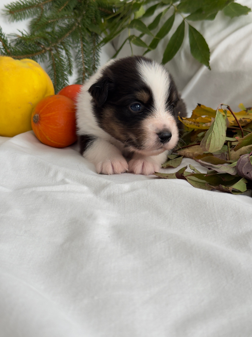 Des Anges De Miliondersky - Chiots disponibles - Berger Australien