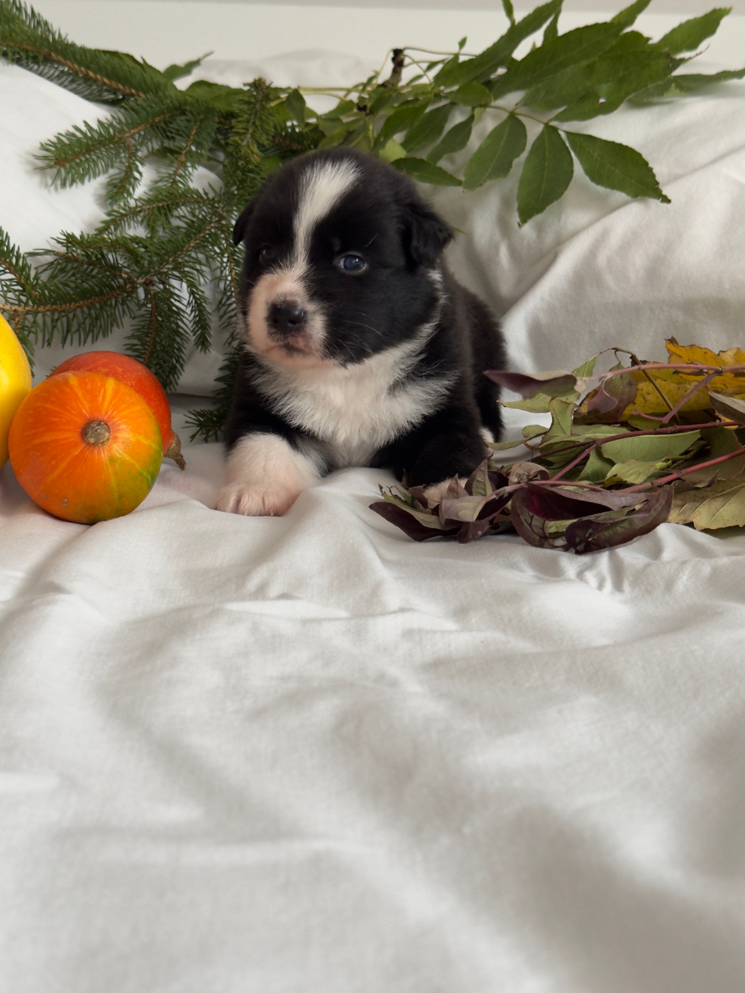 Des Anges De Miliondersky - Chiots disponibles - Berger Australien