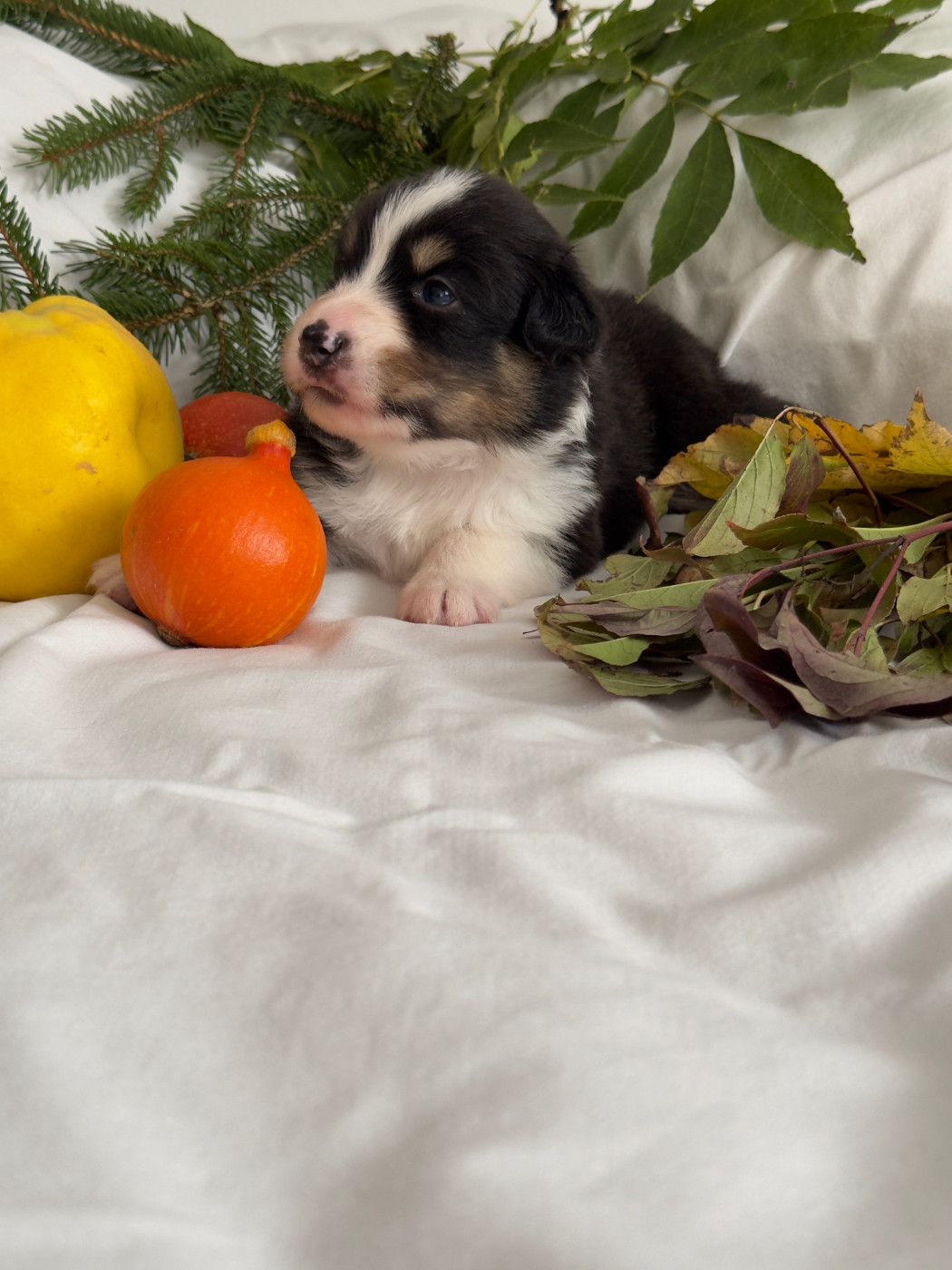 Des Anges De Miliondersky - Chiots disponibles - Berger Australien