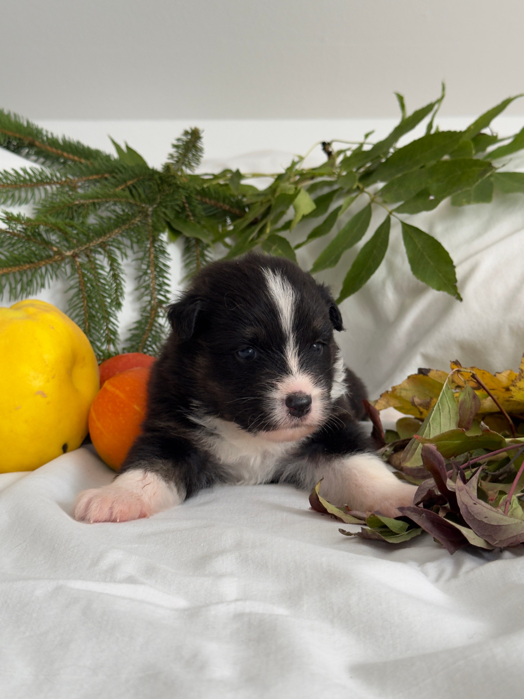 Des Anges De Miliondersky - Chiots disponibles - Berger Australien