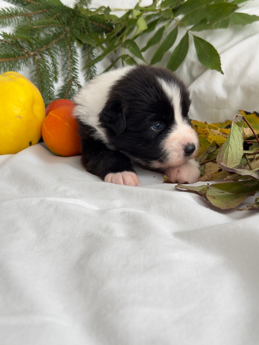 Des Anges De Miliondersky - Chiots disponibles - Berger Australien
