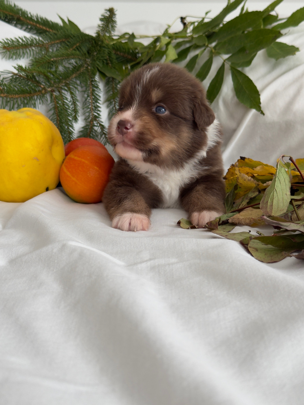 Des Anges De Miliondersky - Chiots disponibles - Berger Australien