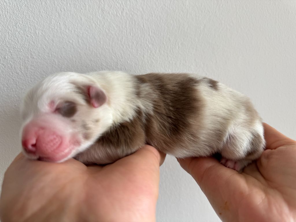 Des Anges De Miliondersky - Chiots disponibles - Berger Australien