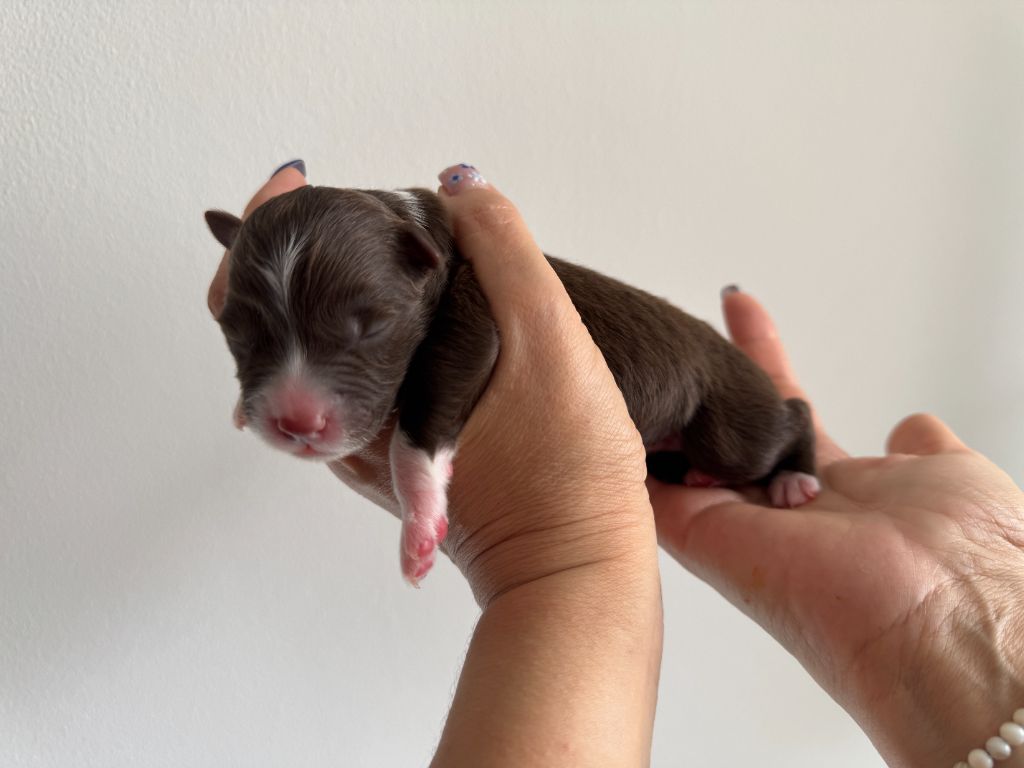 Des Anges De Miliondersky - Chiots disponibles - Berger Australien
