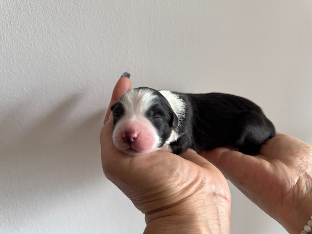 Des Anges De Miliondersky - Chiots disponibles - Berger Australien