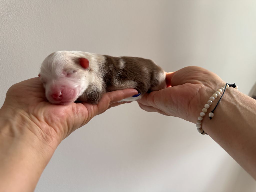 Des Anges De Miliondersky - Chiots disponibles - Berger Australien