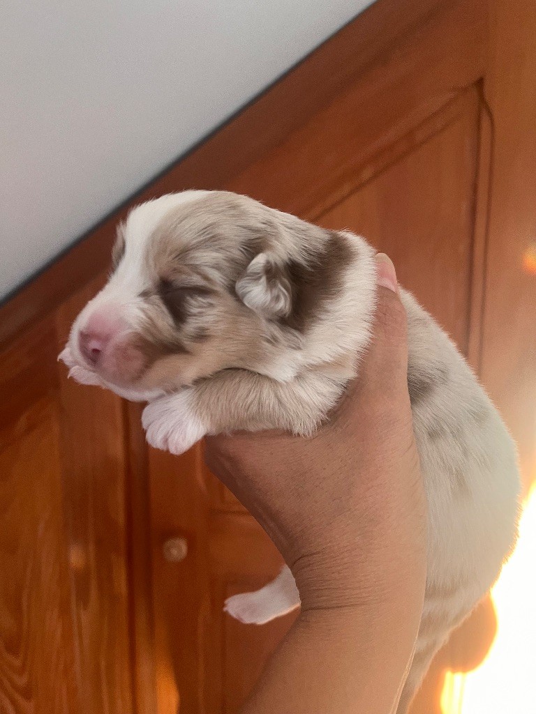 Des Anges De Miliondersky - Berger Australien - Portée née le 26/10/2025