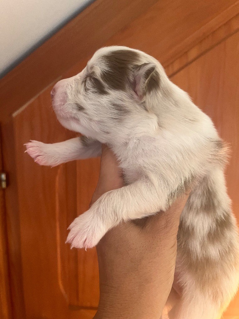 Des Anges De Miliondersky - Chiots disponibles - Berger Australien