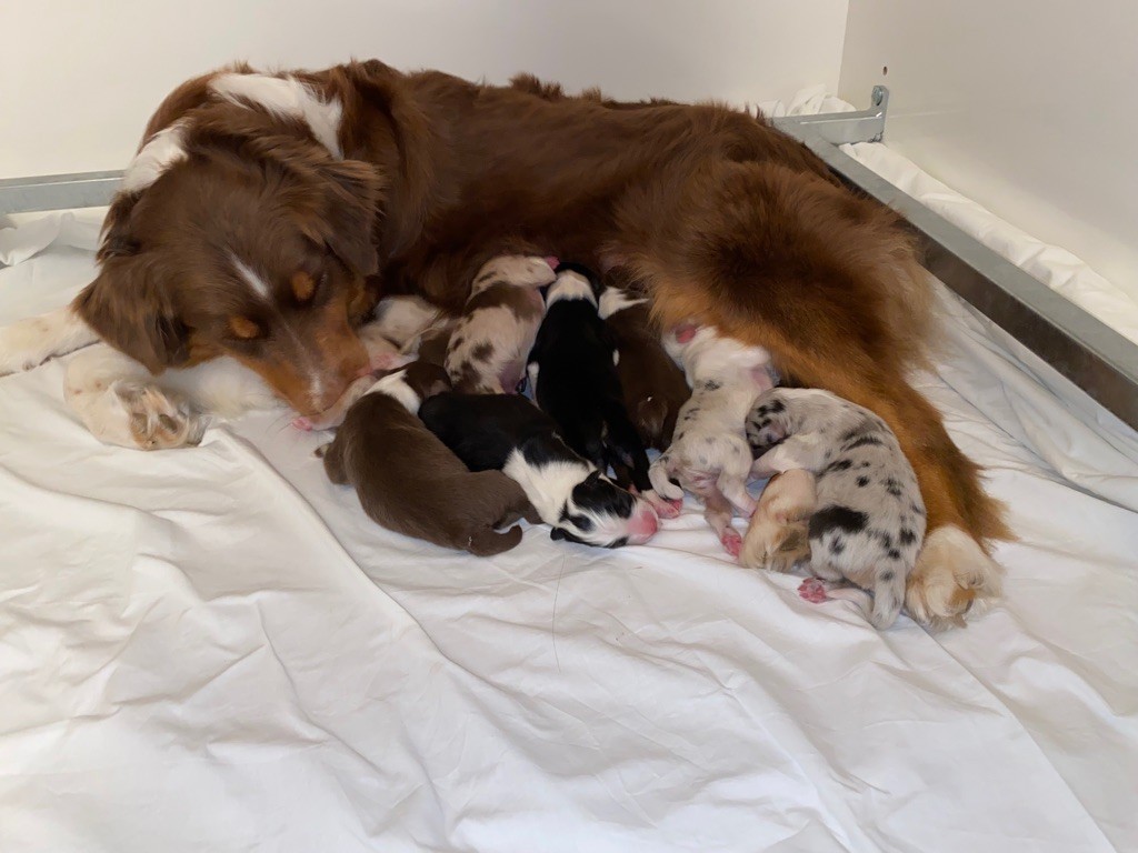Des Anges De Miliondersky - Berger Australien - Portée née le 02/10/2021
