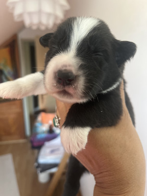 Chiot N°4