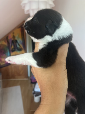 Chiot N°7