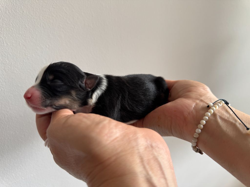 Des Anges De Miliondersky - Chiots disponibles - Berger Australien