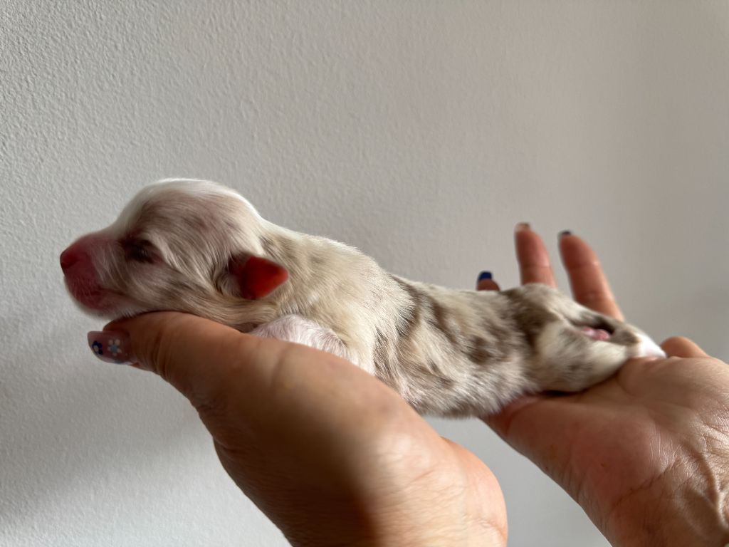 Des Anges De Miliondersky - Chiots disponibles - Berger Australien