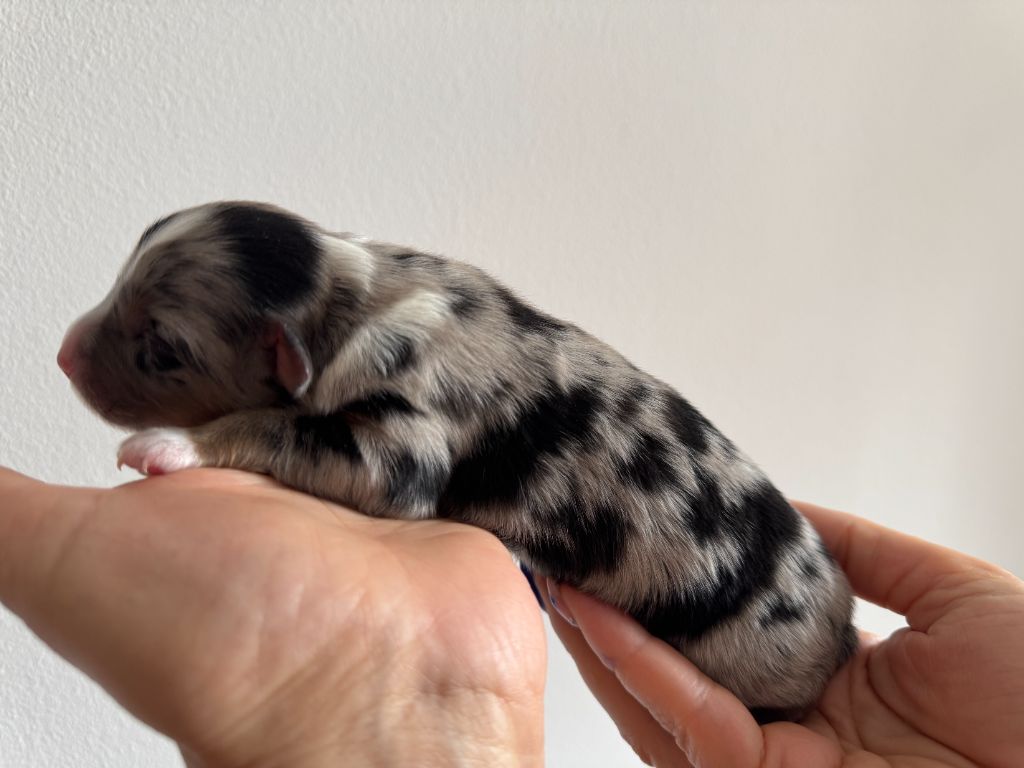 Des Anges De Miliondersky - Chiots disponibles - Berger Australien